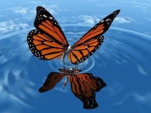 butterfly-picture- Confirmation